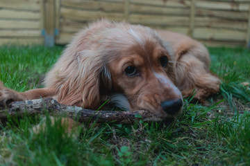 Young Golden Cocker Spaniel dog playing with stick in garden
