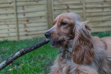 Young Golden Cocker Spaniel dog playing with stick in garden