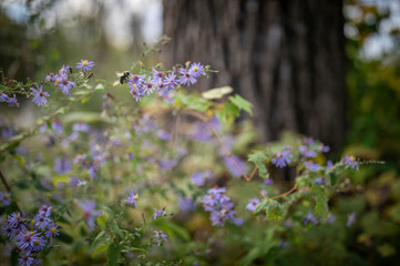 Obraz premium bee in the wilderness