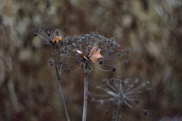 Fototapeta na wymiar dry flowers and herbs in winter