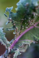 White aphid infestation on a kale leaf