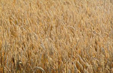 Golden crop field in the sun