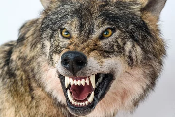 Foto op Plexiglas grijns van een wolf close-up © shymar27