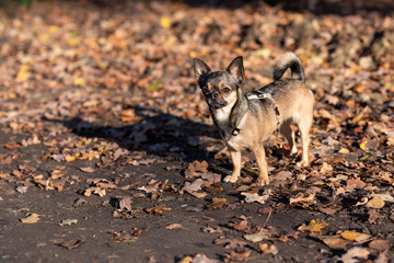 Chihuahua beim Gassi gehen