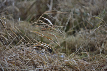 grass in the field