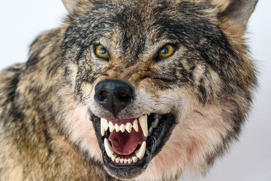 grin of a wolf close up © shymar27