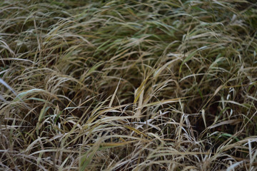 grass in the field