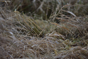 closeup of dry grass