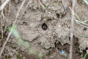 Abeille terrassière creusant un trou