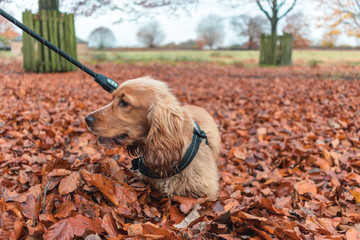 Beautiful Cute Golden Brown Cocker Spaniel Dog Puppy In Leaves Autumn