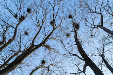 Nests on trees in forest against blue sky. Branches texture
