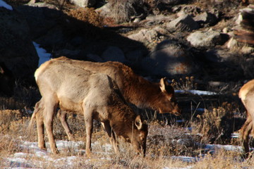 herd of elk