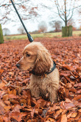 Beautiful Cute Golden Brown Cocker Spaniel Dog Puppy In Leaves Autumn