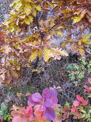 Bulgarian mixed autumn wild vegetation, October landscape