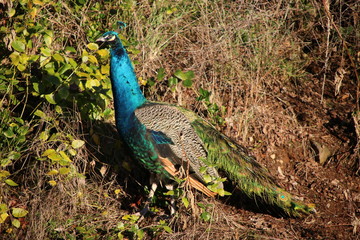 Naklejka premium Pea cock & Pea hen