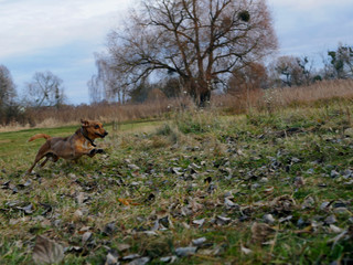 Polonne / Ukraine - 18 November 2018: Happy dog having playing in the field, running and jumping on the grass of autumn