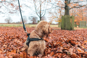 Beautiful Cute Golden Brown Cocker Spaniel Dog Puppy In Leaves Autumn
