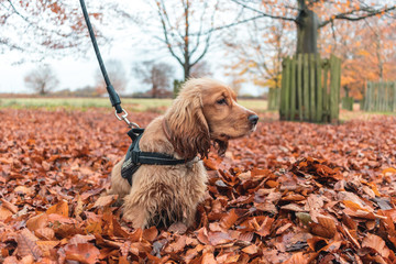 Beautiful Cute Golden Brown Cocker Spaniel Dog Puppy In Leaves Autumn