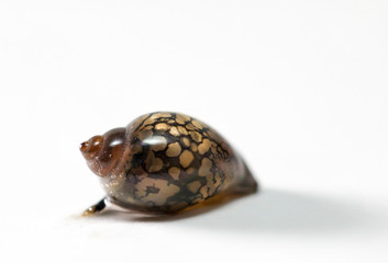 Schnecke, Blasenschnecke