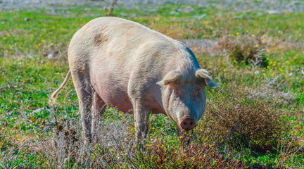 Freely grazing pig on an organic farm