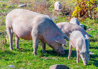 Freely grazing pigs on an organic farm © monticellllo
