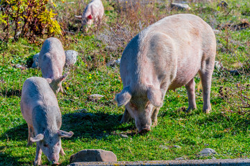 Freely grazing pigs on an organic farm © monticellllo