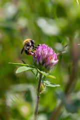 Bourdon des bois sur une fleur de trêfle