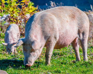 Freely grazing pigs on an organic farm © monticellllo