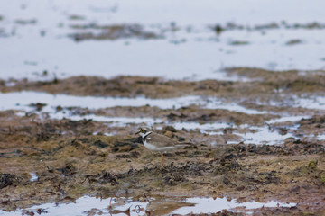 Smal shorebird little ringed plover or charadrius dubius close-up portrait at sea shoreline, selective focus, shallow DOF