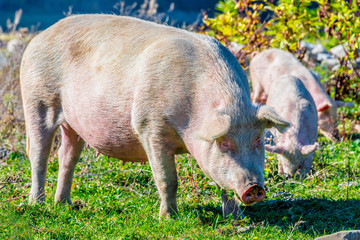 Freely grazing pigs on an organic farm © monticellllo