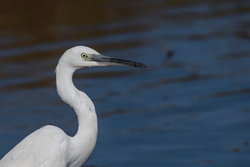 Egret on lake