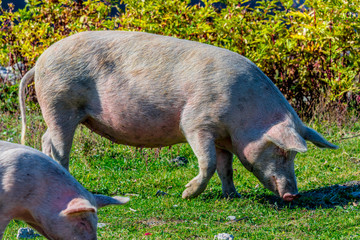 Freely grazing pig on an organic farm © monticellllo