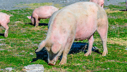 Freely grazing pig on an organic farm © monticellllo
