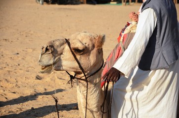 Dromadaires dans le désert du Sud-est de l’Egypte