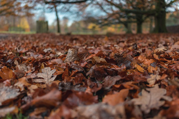Autumn. Multicolored maple leaves lie on the grass.