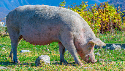 Freely grazing pig on an organic farm