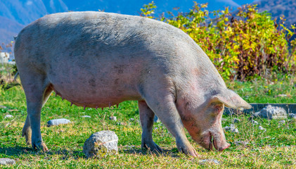 Freely grazing pig on an organic farm © monticellllo