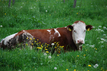 A brown-white cow lying in the green grass, chewing her cud.