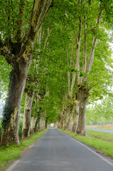 A bright green avenue of thick plane trees in front of a wet road