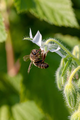 Abeille mellifère sur une fleur de bourrache