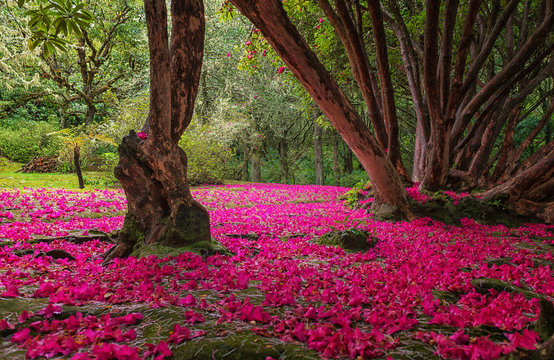 Park in Calderia Verde, Santana, Madeira Island, Portugal
