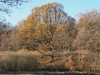 Herbst am  Furpacher Weiher bei Neunkirchen im Saarland
