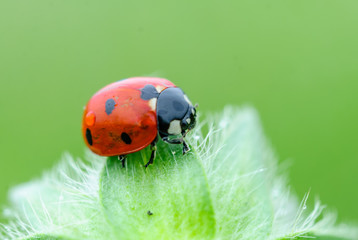 A bright red ladybug on the edge of a nettle leaf