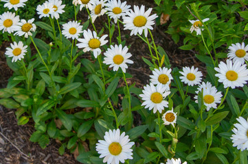 daisy under shade