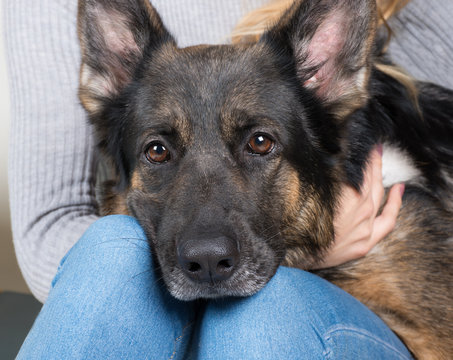 Cute thoughtful German shepherd with its head on the lap of its owner