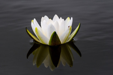 A white water lily reflected in the clear water