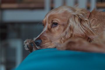 Golden Cocker Spaniel Dog Laying down