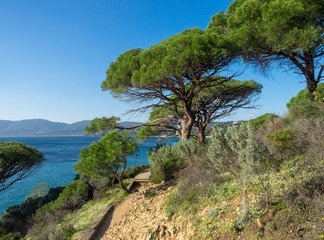 Le cap Lardier. La Croix Valmer. Le sentier du littoral bordé de pins parasols