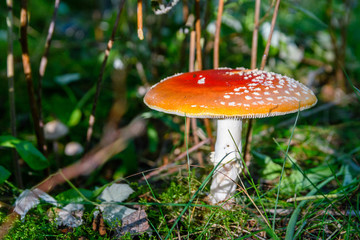 A bright red fly agaric mushroom in a dark green forest.