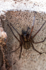 Close up of a garden spider on a concrete block